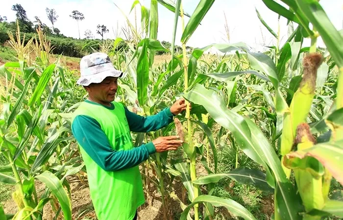 Petani Talisayan Butuh Bantuan Benih Jagung